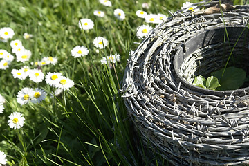 Image showing barbwire and daisy flowers on a meadow