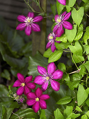 Image showing intense Clematis flowers