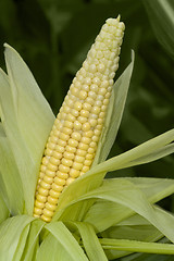 Image showing open corn cob