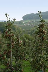 Image showing landscape with apple trees at autumn time