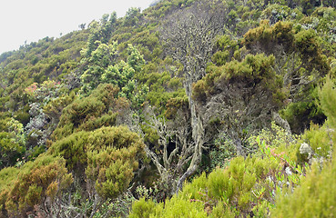 Image showing vegetation around Mount Muhabura in Africa