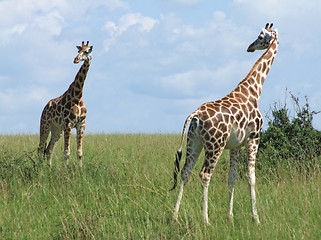 Image showing sunny scenery with Giraffes in Uganda