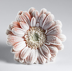 Image showing iced gerbera flower