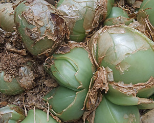 Image showing succulent plant detail