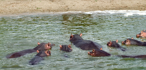Image showing some Hippos waterside  in Africa