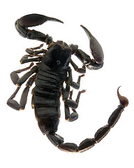 Image showing dark scorpion