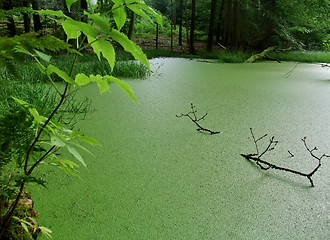 Image showing overgrown tarn in the forest