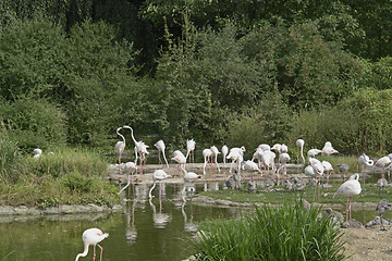 Image showing Flamingoes in sunny waterside ambiance