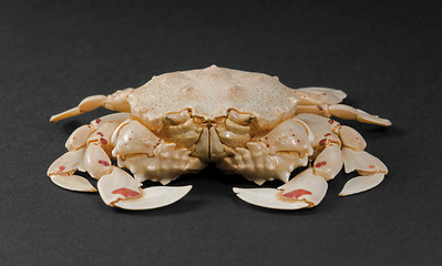 Image showing moon crab in dark back