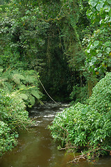 Image showing Bwindi Impenetrable Forest in Uganda