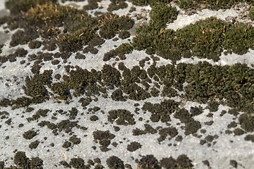 Image showing greenish lichen on stony ground