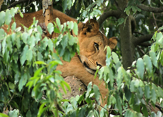 Image showing Lion in Africa