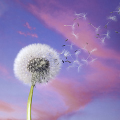 Image showing dandelion blowballin purple evening sky