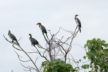 Image showing Cormorants on treetop