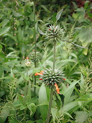 Image showing flower detail near Lake Victoria