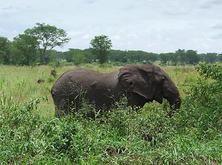 Image showing Elephant in Africa