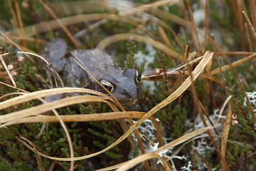 Image showing frog on the ground in Scotland