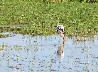 Image showing Yellow-billed Stork in Uganda