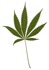 Image showing typical green hemp leaf