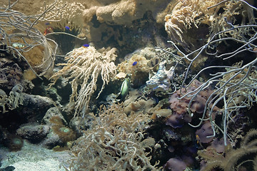 Image showing Coral reef detail