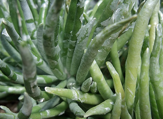 Image showing abstract succulent plant detail