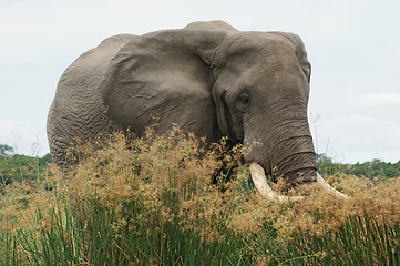 Image showing Elephant in high grassy vegetation