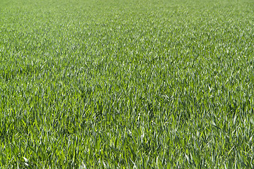 Image showing green grassland