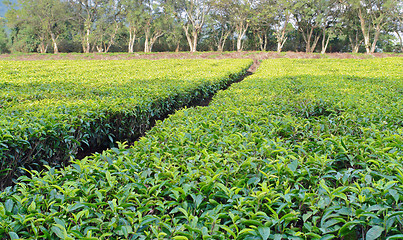 Image showing tea estate in Africa