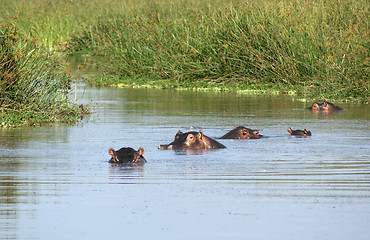 Image showing waterside scenery with some hippos