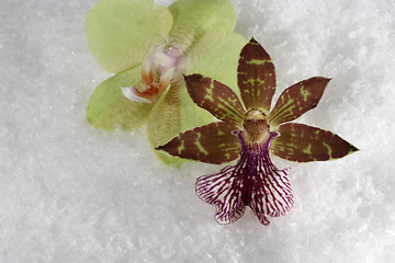 Image showing two orchids in the snow