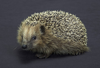 Image showing hedgehog in dark back