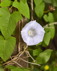 Image showing bindweed flower