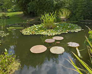 Image showing sunny pond