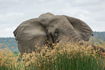 Image showing Elephant in high grassy vegetation