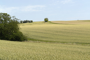 Image showing rural pictorial agriculture scenery at summer time