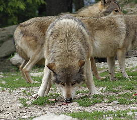 Image showing Gray Wolf devour some meat