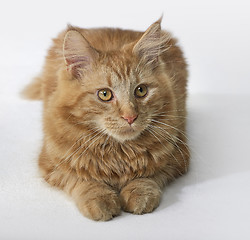 Image showing Maine Coon kitten portrait