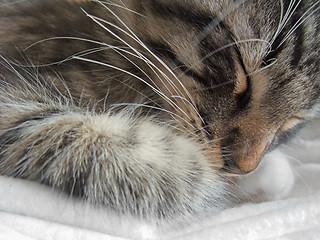 Image showing sleeping kitten portrait