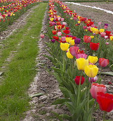 Image showing colorful field of tulips