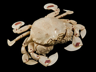 Image showing moon crab isolated on black