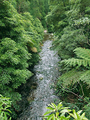 Image showing small stream in dense vegetation
