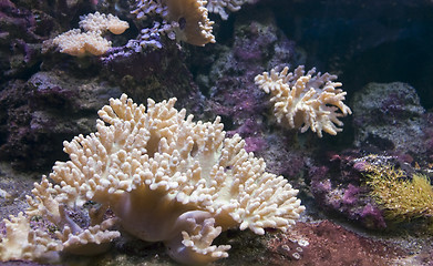 Image showing underwater scenery with corals