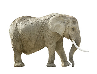 Image showing african elephant