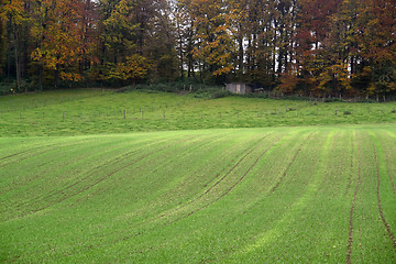 Image showing rural autumn landscape near a forest