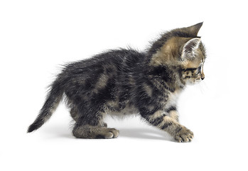 Image showing playing young kitten