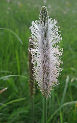 Image showing grass blossom on a meadow