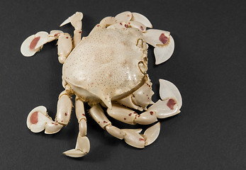 Image showing moon crab isolated on black