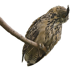 Image showing Eagle Owl in white back