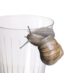 Image showing grapevine snail on drinking glass