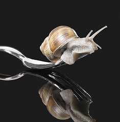 Image showing Grapevine snail on fork